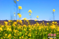 bet实用365客户端下载:如天然油画！新疆乡村油菜花开花香四溢